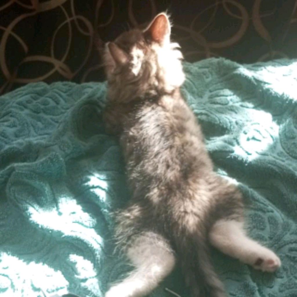 Иконка канала Alena PLAY