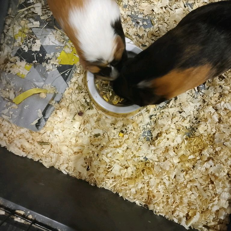 Иконка канала Нюша И Марфуша  Звёздочки