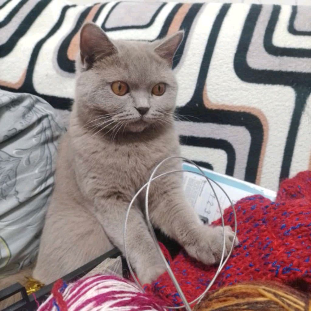 Иконка канала ЧеловекСКошкой