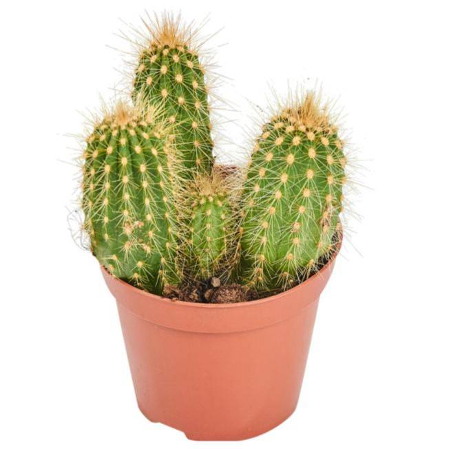 Иконка канала kaktus