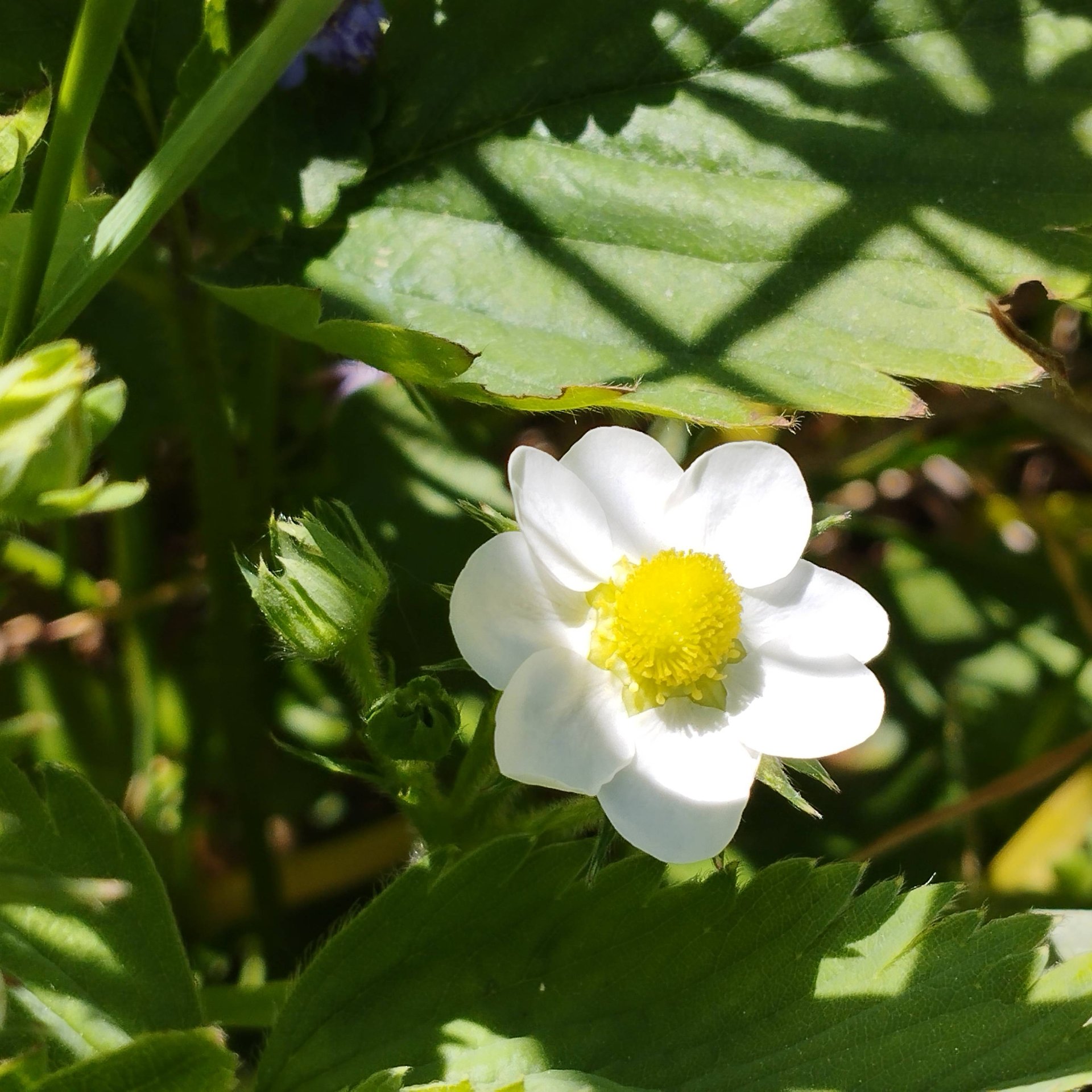 Иконка канала Сад и огород