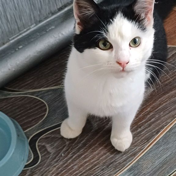 Иконка канала Ирис кис-кис