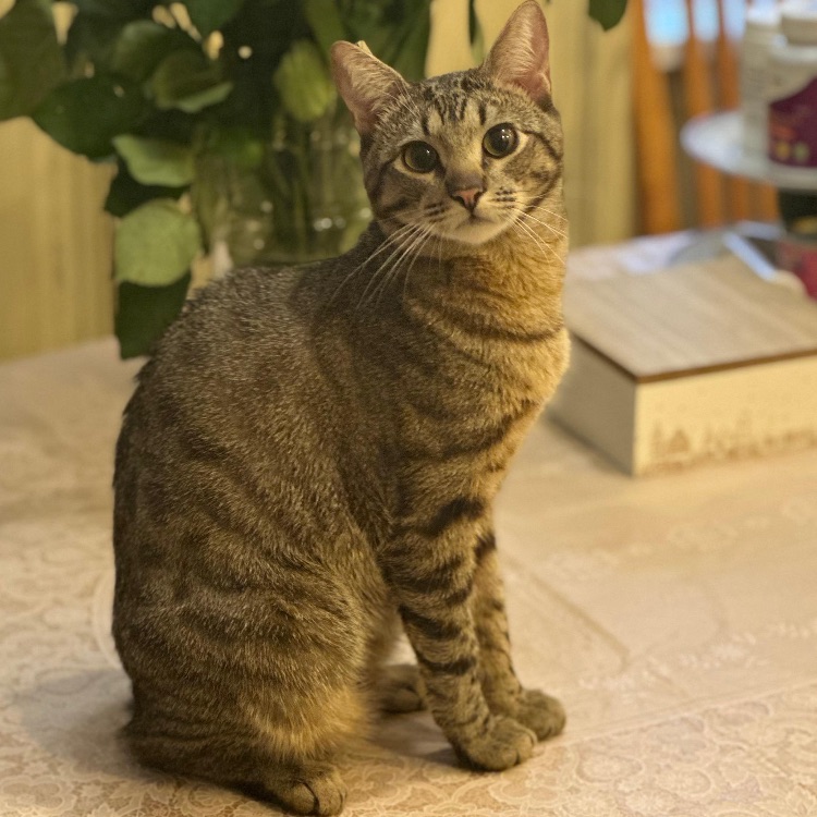 Иконка канала Я котик-Мэсяш!