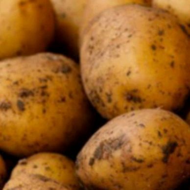 Иконка канала Кайдзю