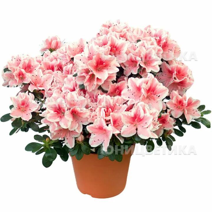 Иконка канала Комнатные цветы .