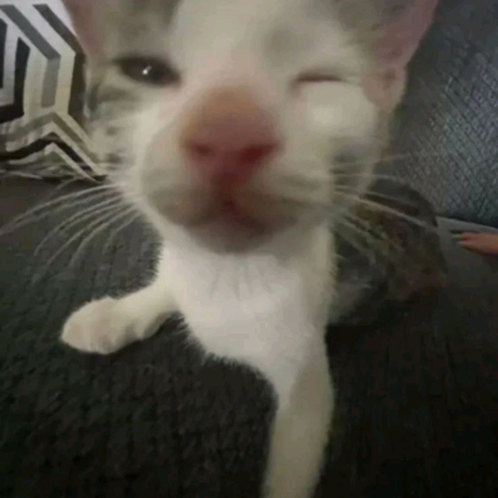 Иконка канала животные