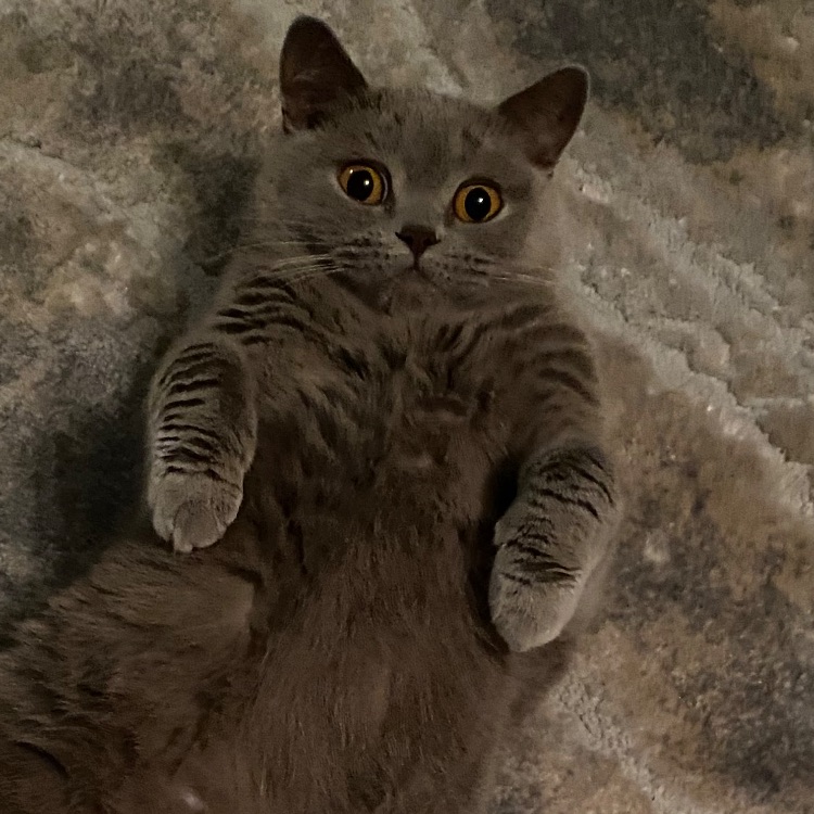 Иконка канала •ЯН:КККАНАЛ•