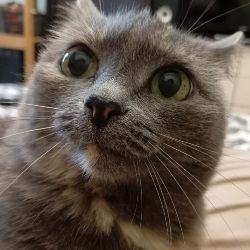 Иконка канала channel39884287