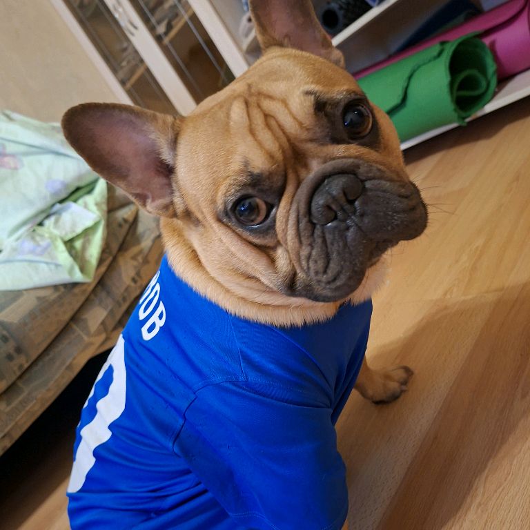 Иконка канала Весёлый Перевозчик