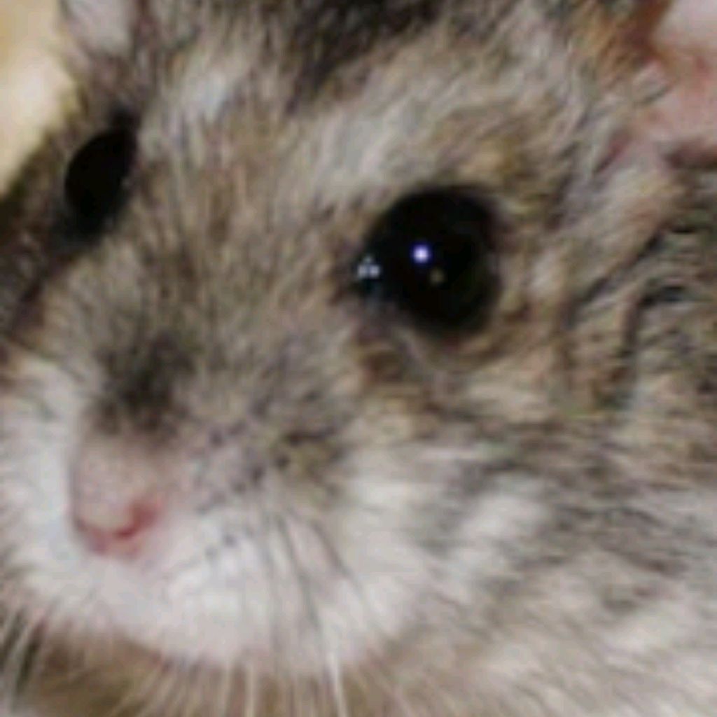 Иконка канала Хомяк