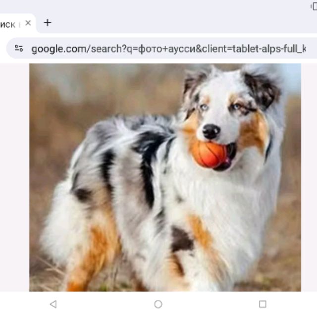 Иконка канала 💗АУССЯ ПУСЯ🐾