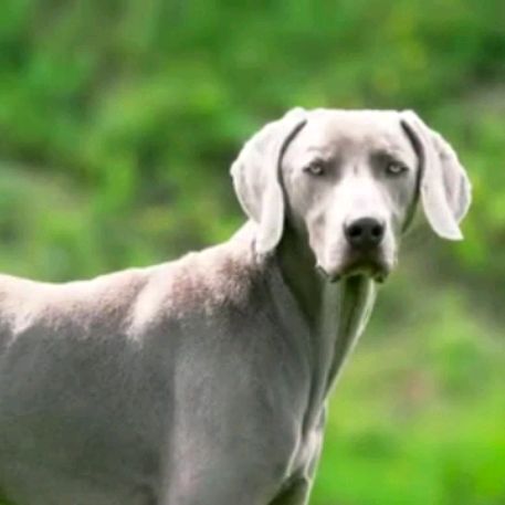 Иконка канала Milk