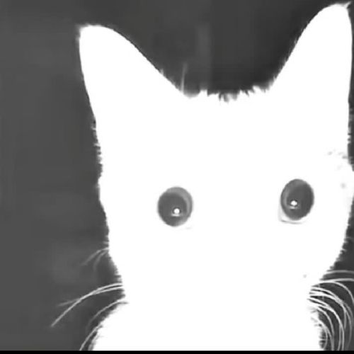 Иконка канала 🌲🐾🐱ДИКИЙ MEOWL🐱🐾🌲