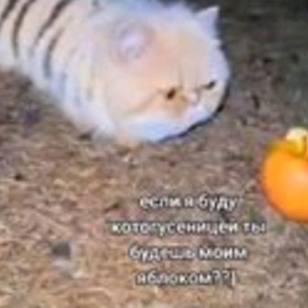 Иконка канала Котогусеница