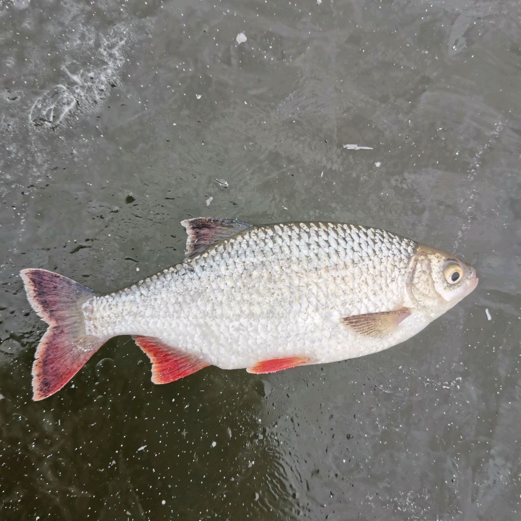 Иконка канала Про Рыбалку.