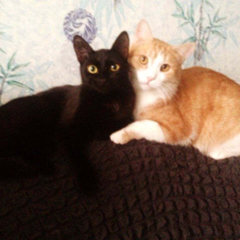 Иконка канала Юля и Пушистые 🤓+🐱+🐱