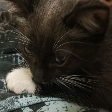 Иконка канала Котёнок Муся