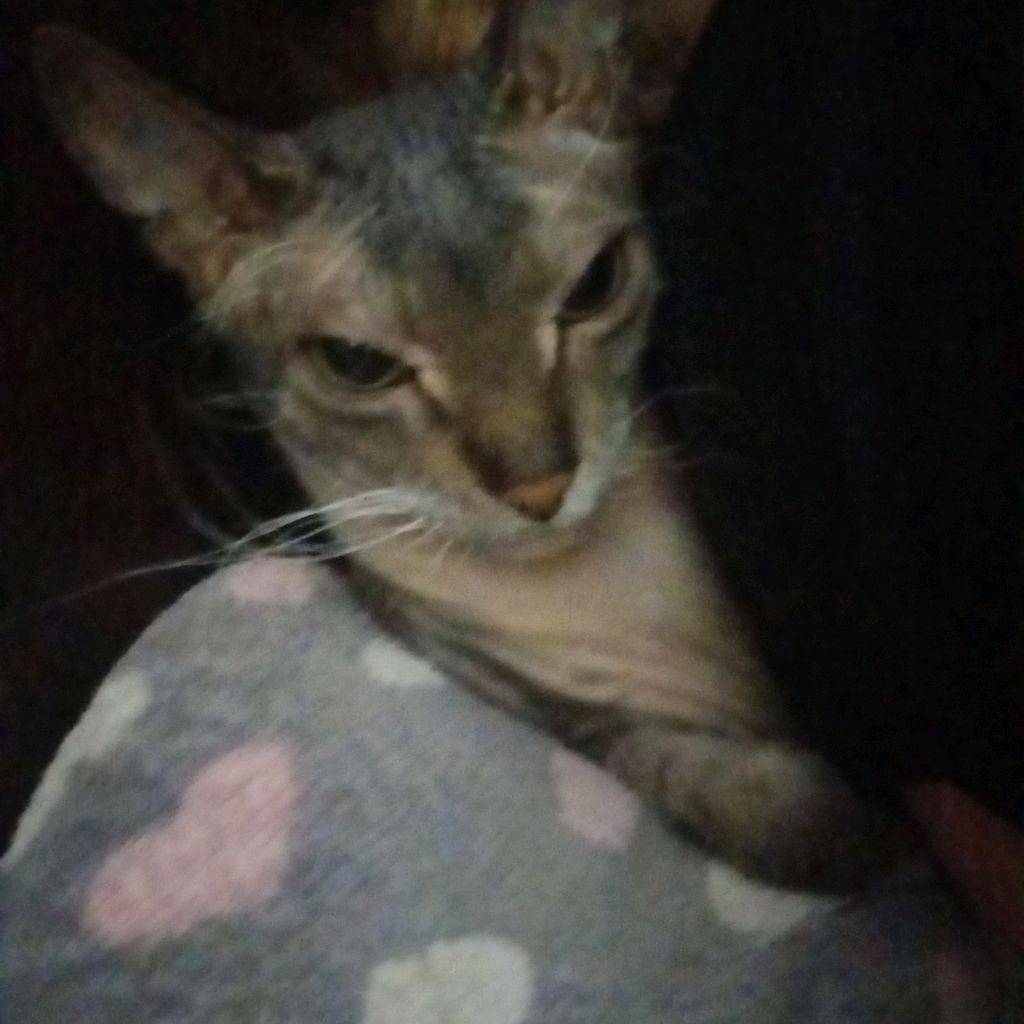 Иконка канала Олег228