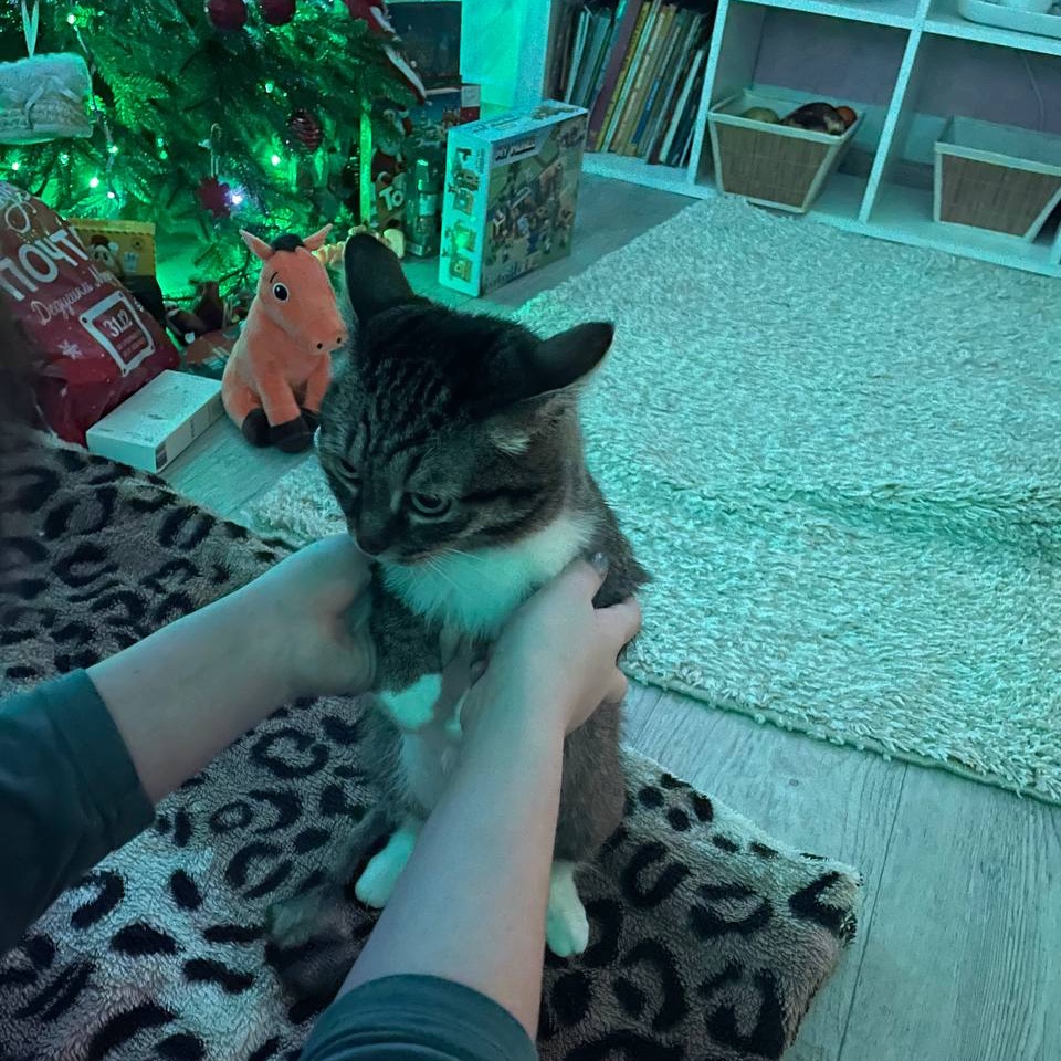 Иконка канала Кот груша