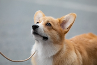 Иконка канала Питер-корги Клуб