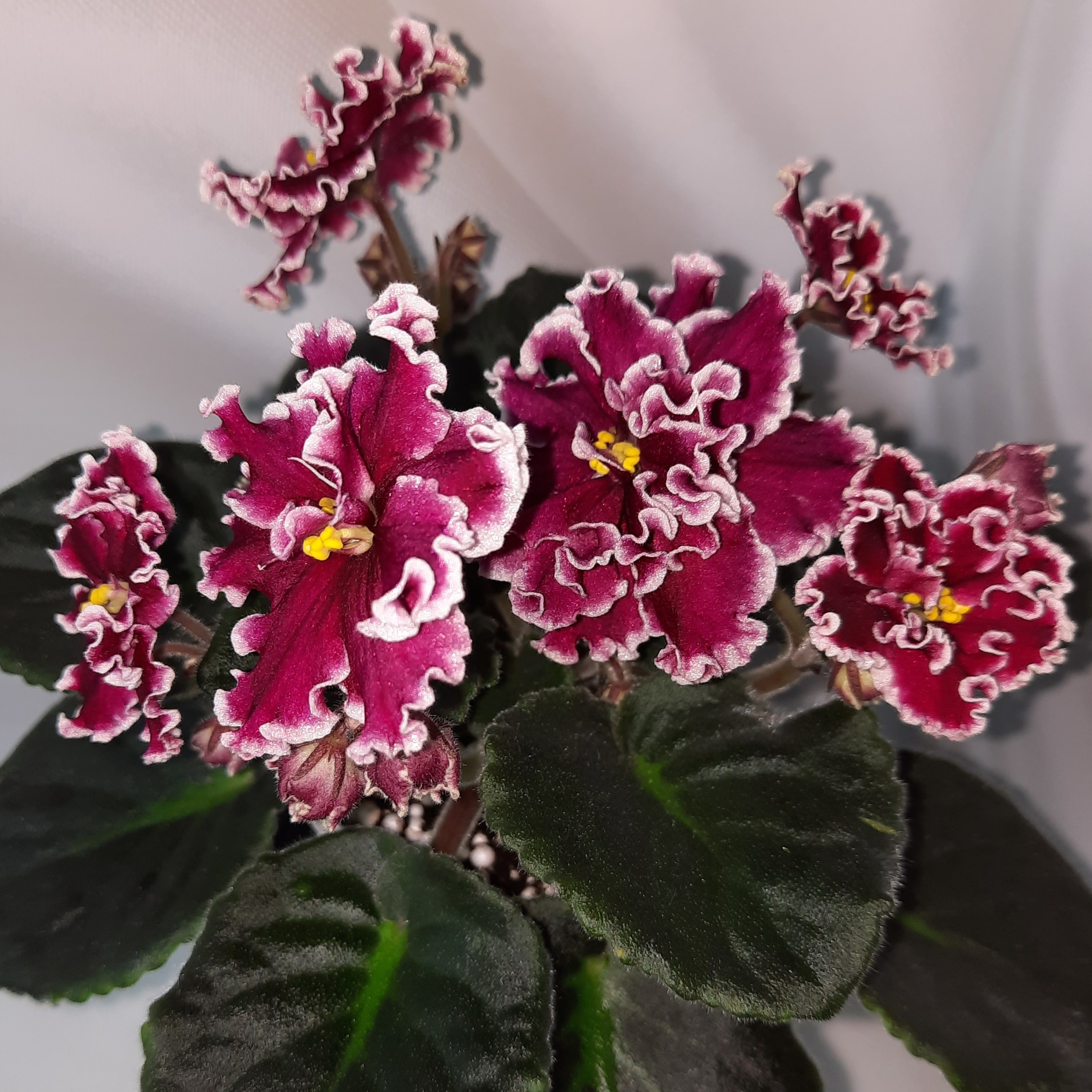 Иконка канала Фиалкин Островок