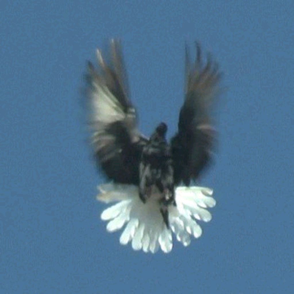 Иконка канала ГОЛУБИ СЕРГЕЯ И МАКСИМА МАНЕРКО