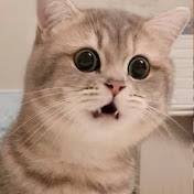 Иконка канала Pets Stars