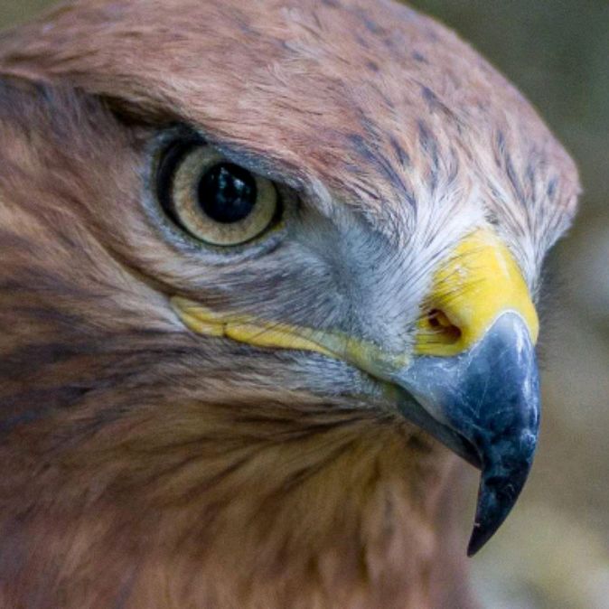 Иконка канала Охота-рыбалка. ПИЖМА. Жизнь в деревне.