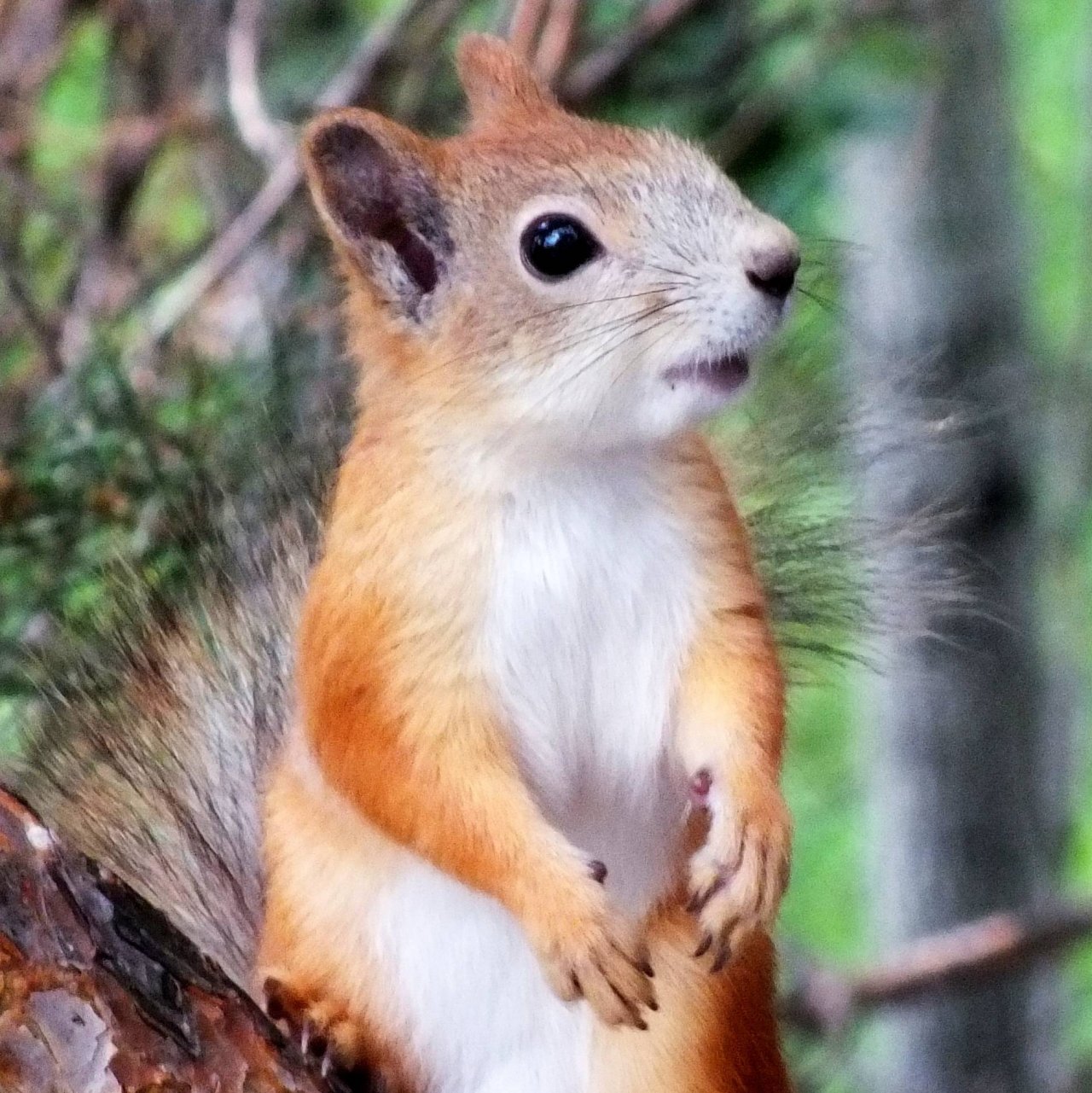 Иконка канала Белка Сибирская