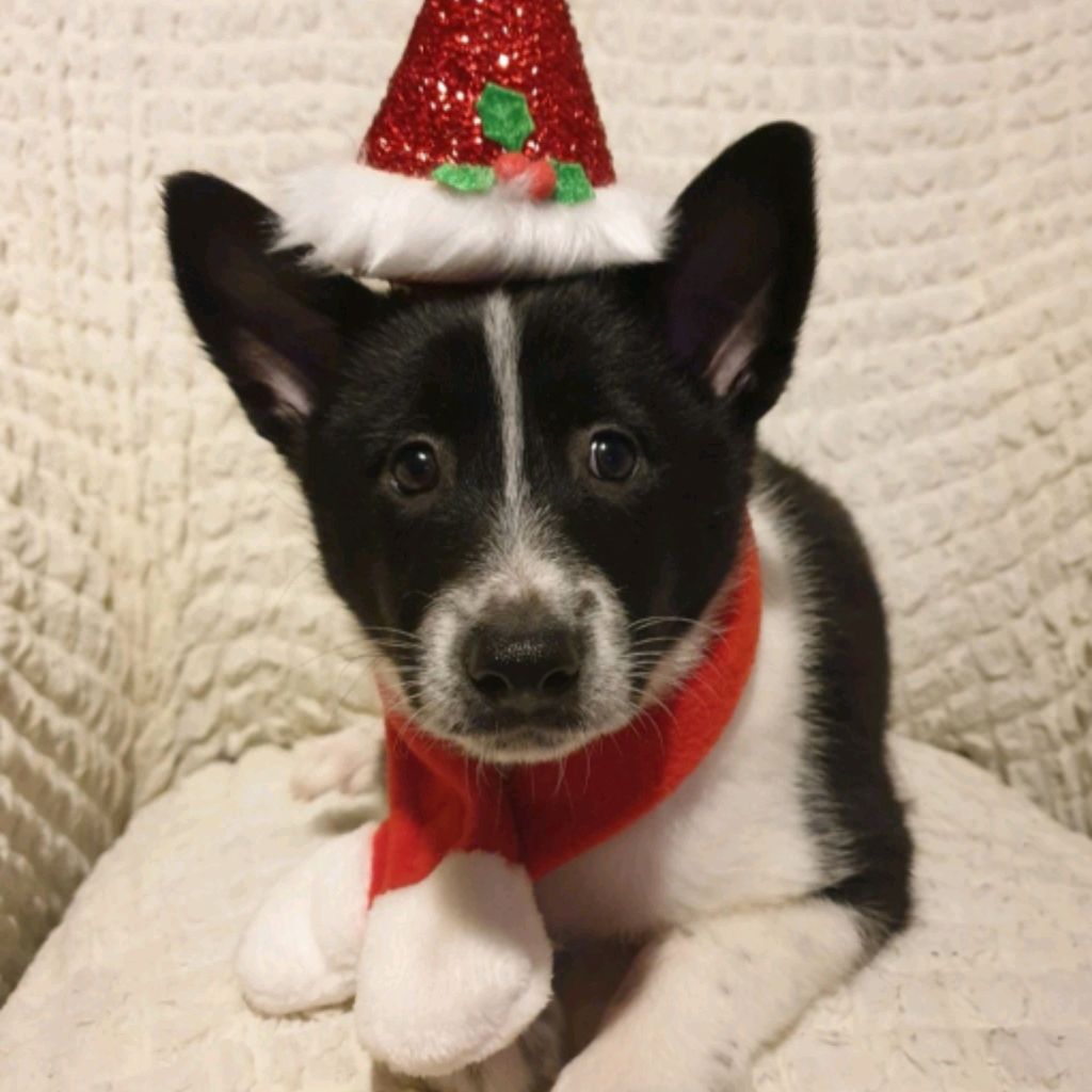 Иконка канала Полярная Сова Вяжет