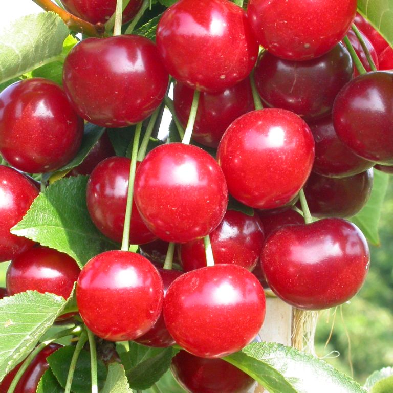 Белый город. Переезд