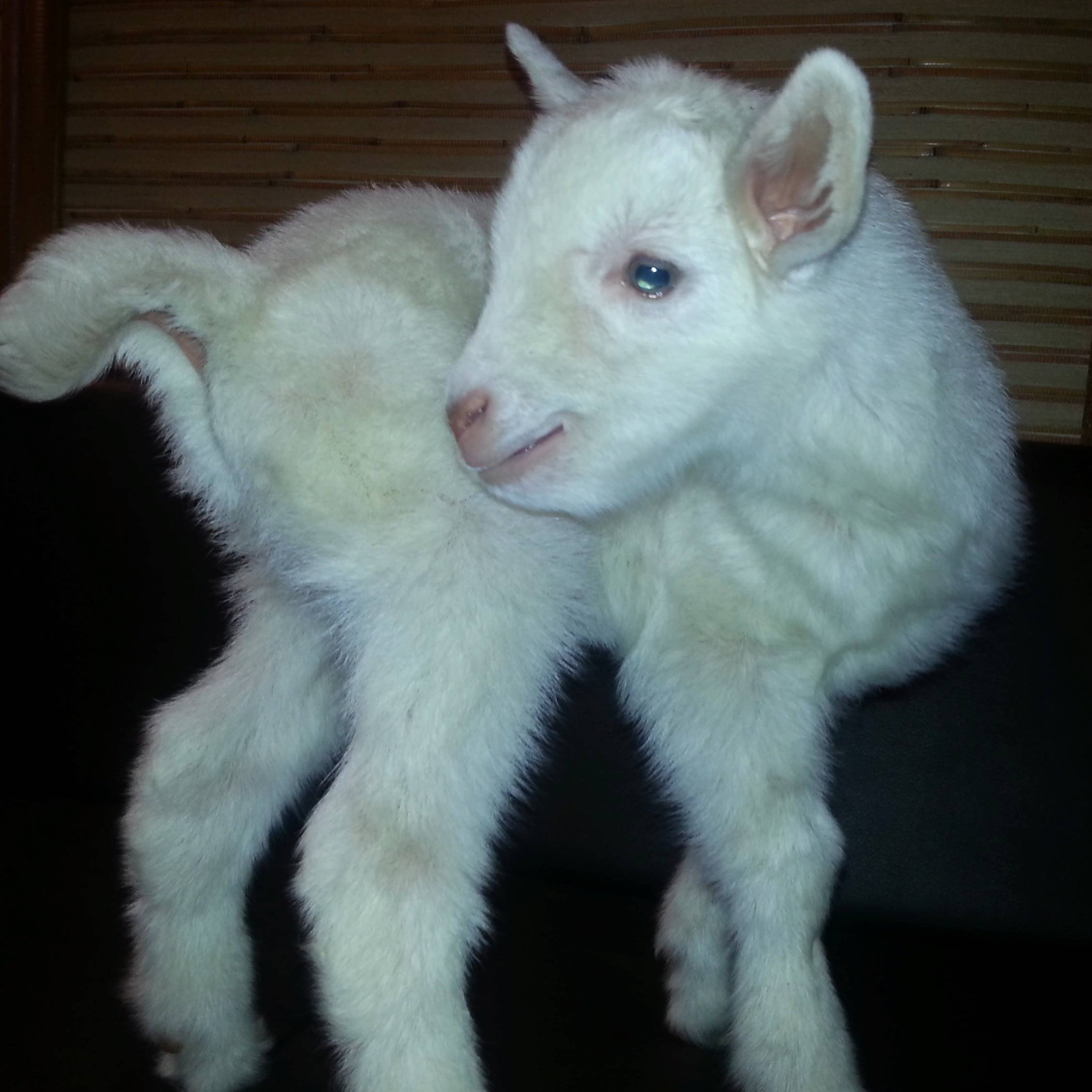 Иконка канала Усадьба Белая Коза