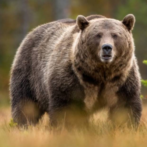 Иконка канала barrel_of_horney