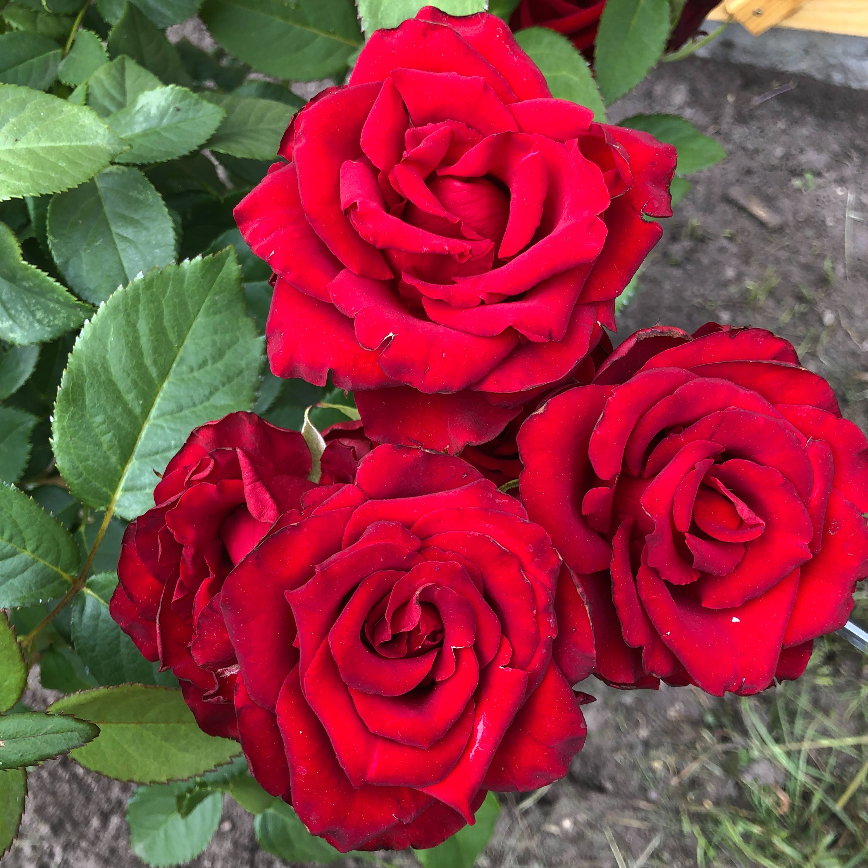 Иконка канала Бархатный сад