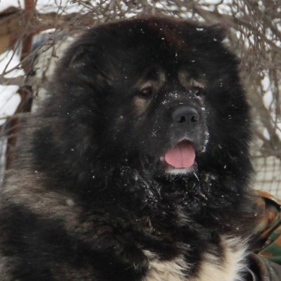 Иконка канала Гордый Княжич -кавказская овчарка