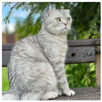 Иконка канала Кот Марсик Брутальный шотландец