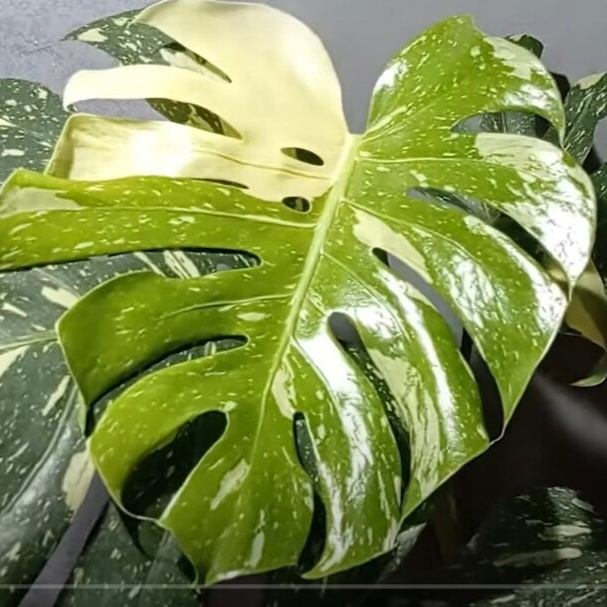 Иконка канала Flowers Елена Южный Урал