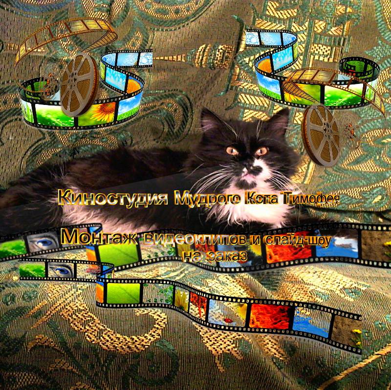 Иконка канала Киностудия Мудрого Кота Тимофея