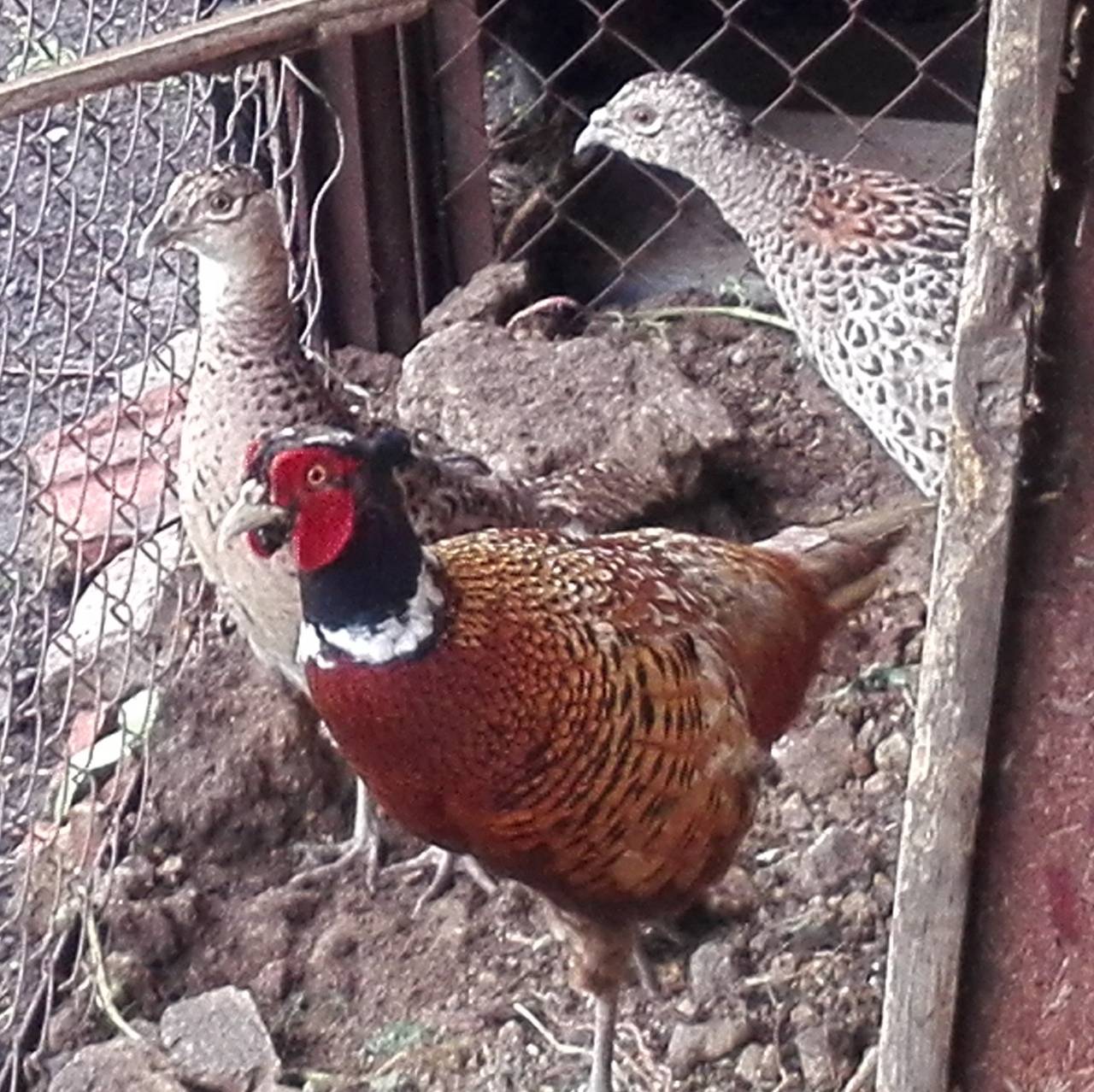 Иконка канала Продовольственное самообеспечение Тюрюковка.рф