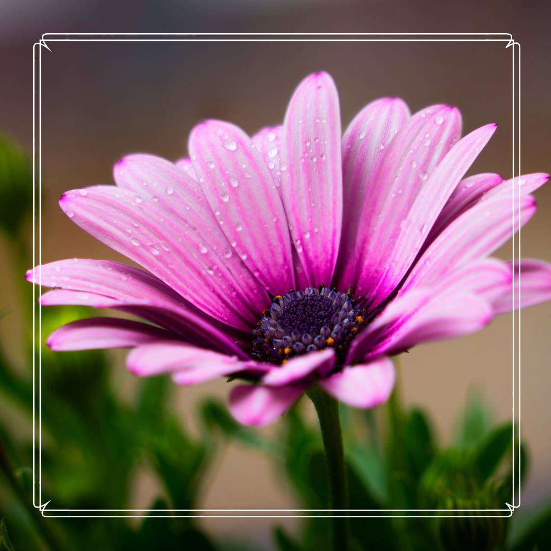 Иконка канала Прибалтийская Дача