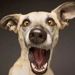 Иконка канала морда  wants to play