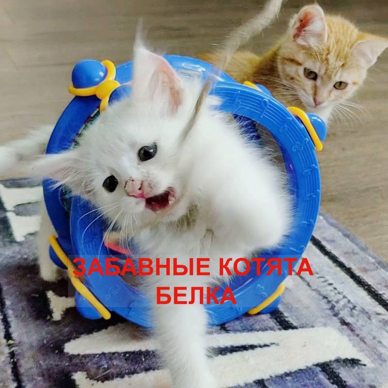 Иконка канала ЗАБАВНЫЕ КОТЯТА БЕЛКА