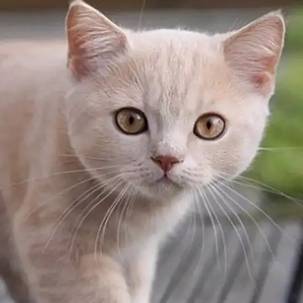 Иконка канала темидий