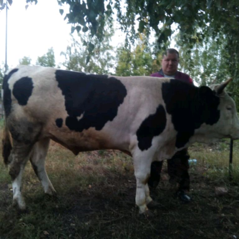 Иконка канала ЛПХ в Сибири