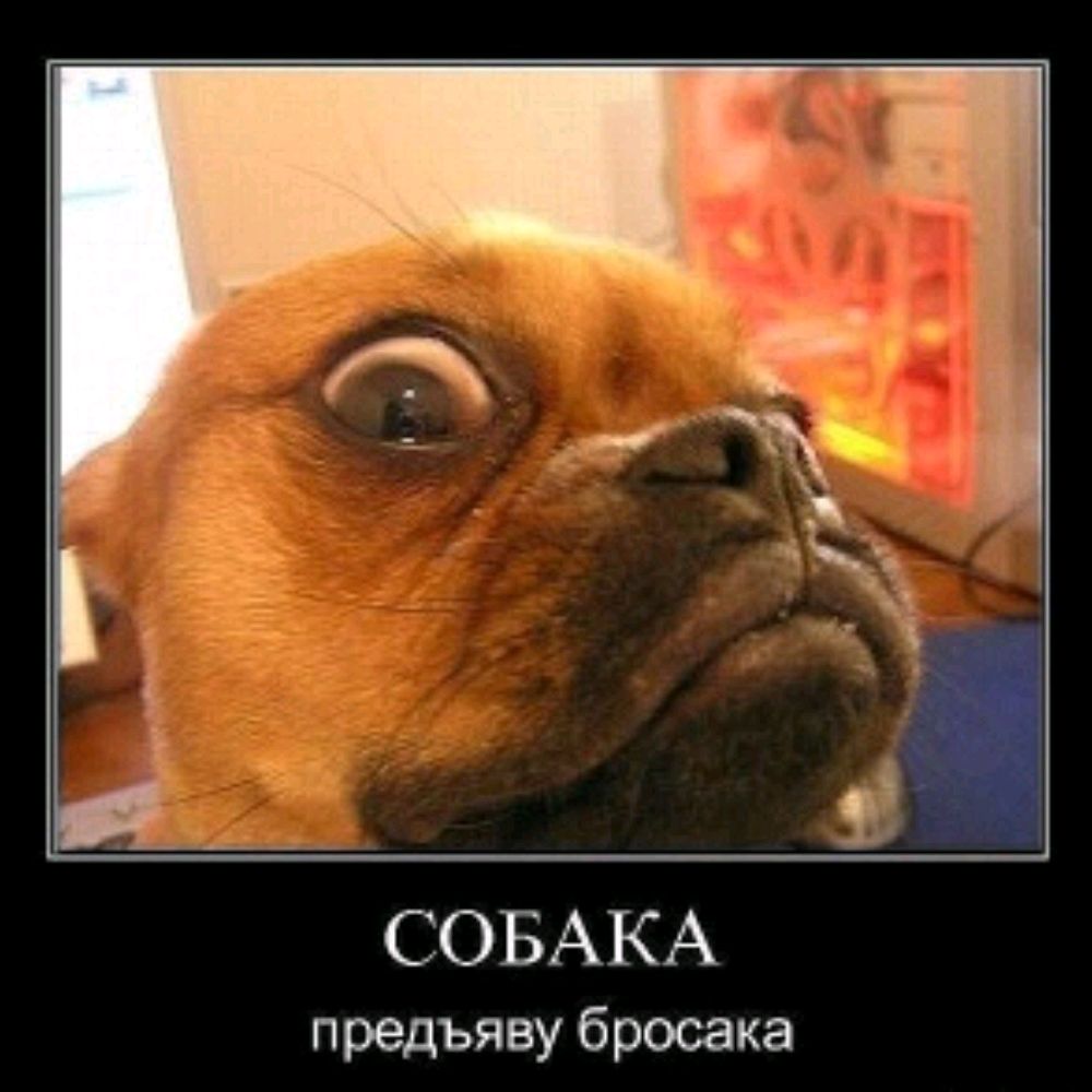 Иконка канала Кладовая пёсика