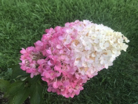 Иконка канала Сад в Сибири  Елены Еремеевой