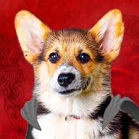 Иконка канала Корги Кекс