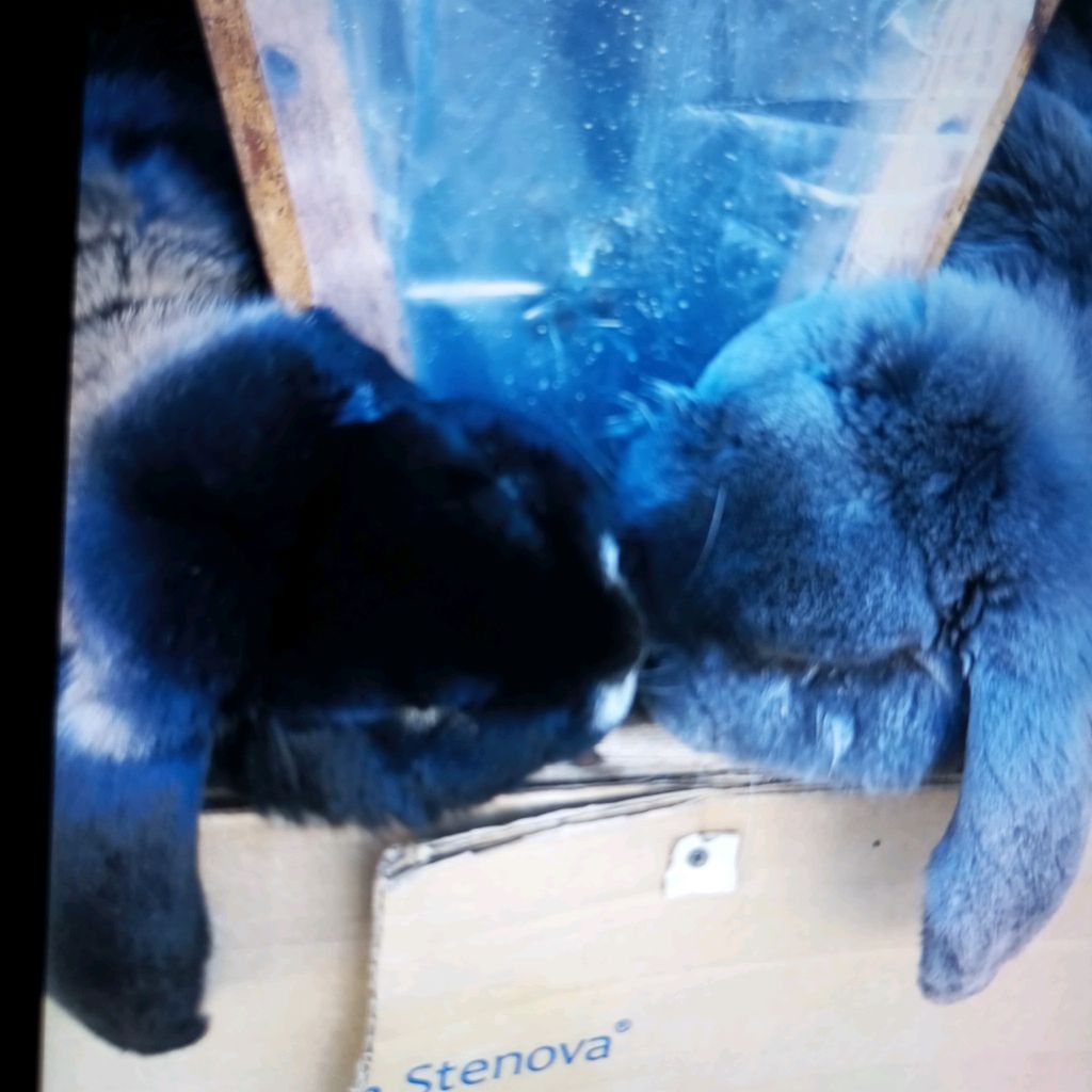 Иконка канала Ленкин кролик