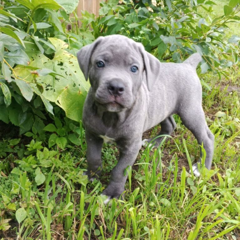 Иконка канала КАНЕ КОРСО    ГРОМ