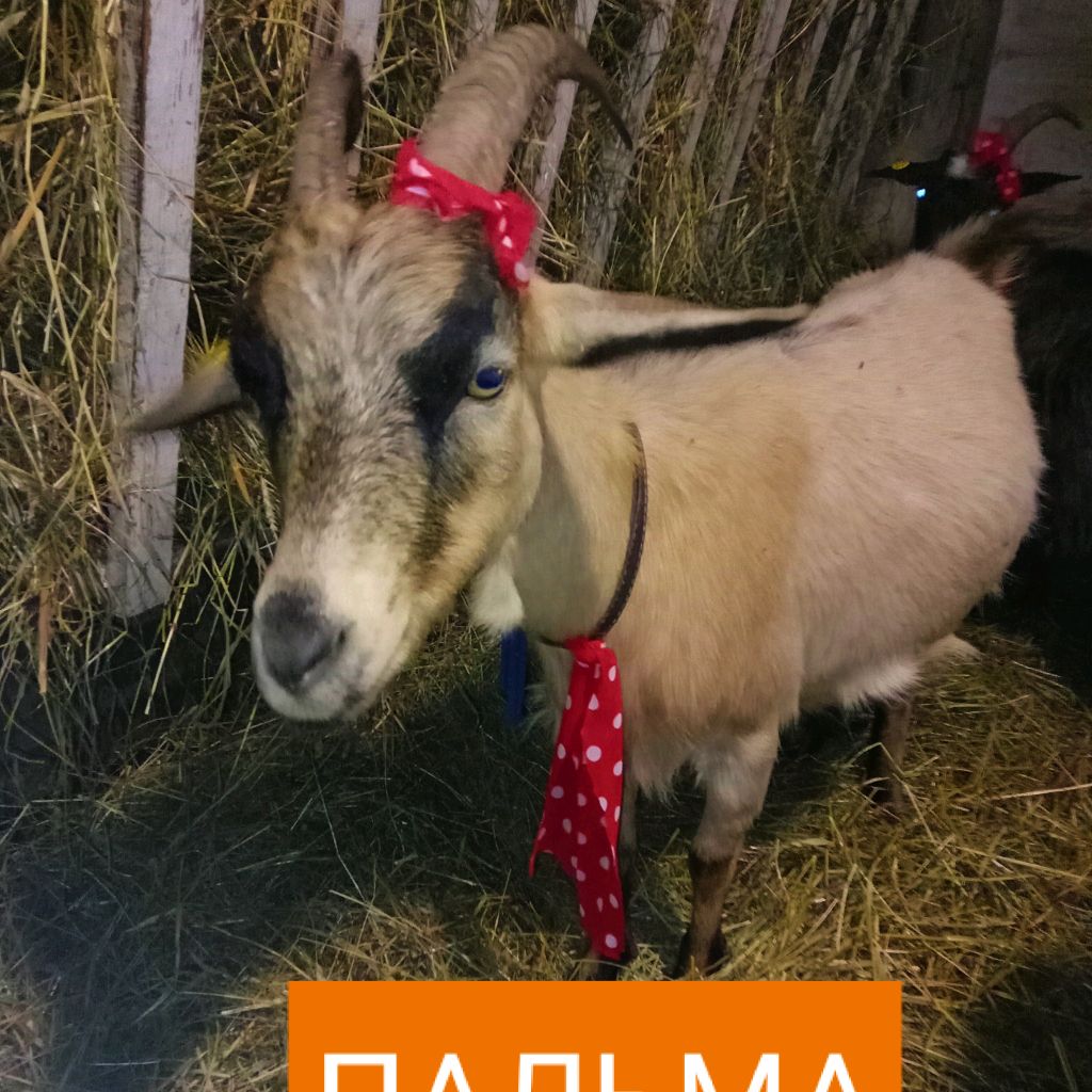 Иконка канала Мария Крылова Ушастик